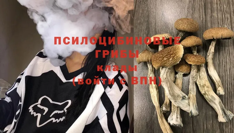 Галлюциногенные грибы Psilocybine cubensis Калачинск