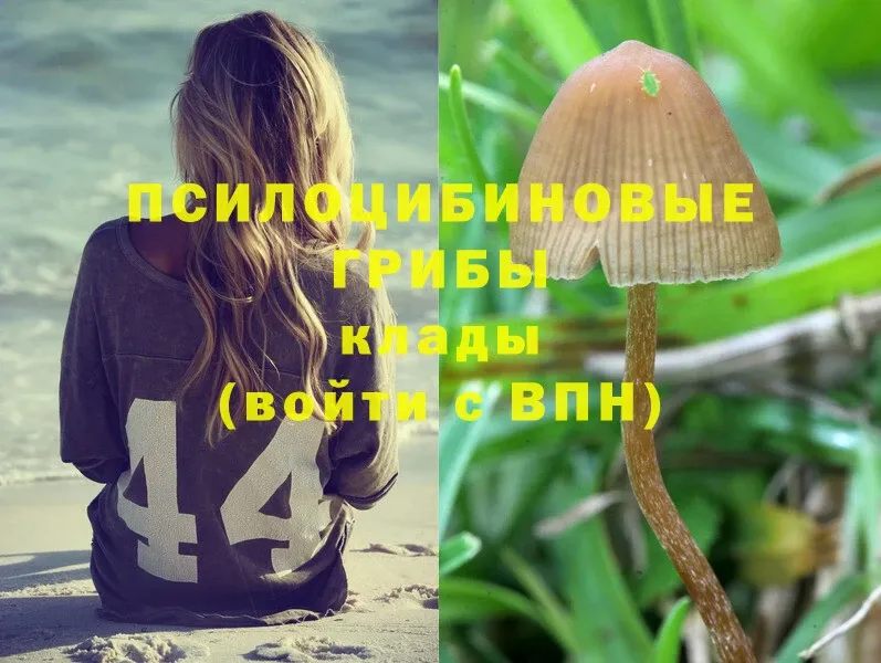 Галлюциногенные грибы Psilocybe  Калачинск 